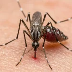 sindbis-virus-erster-fall-deutschland