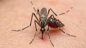 sindbis-virus-erster-fall-deutschland