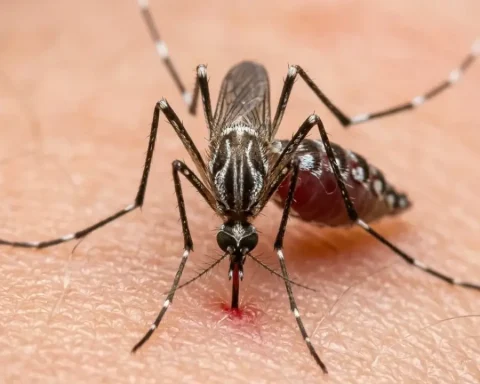 sindbis-virus-erster-fall-deutschland