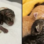 tierheim-nuernberg-katzenjungen-kastrationspflicht