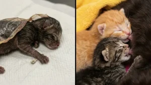 tierheim-nuernberg-katzenjungen-kastrationspflicht