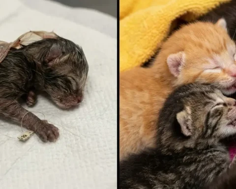 tierheim-nuernberg-katzenjungen-kastrationspflicht