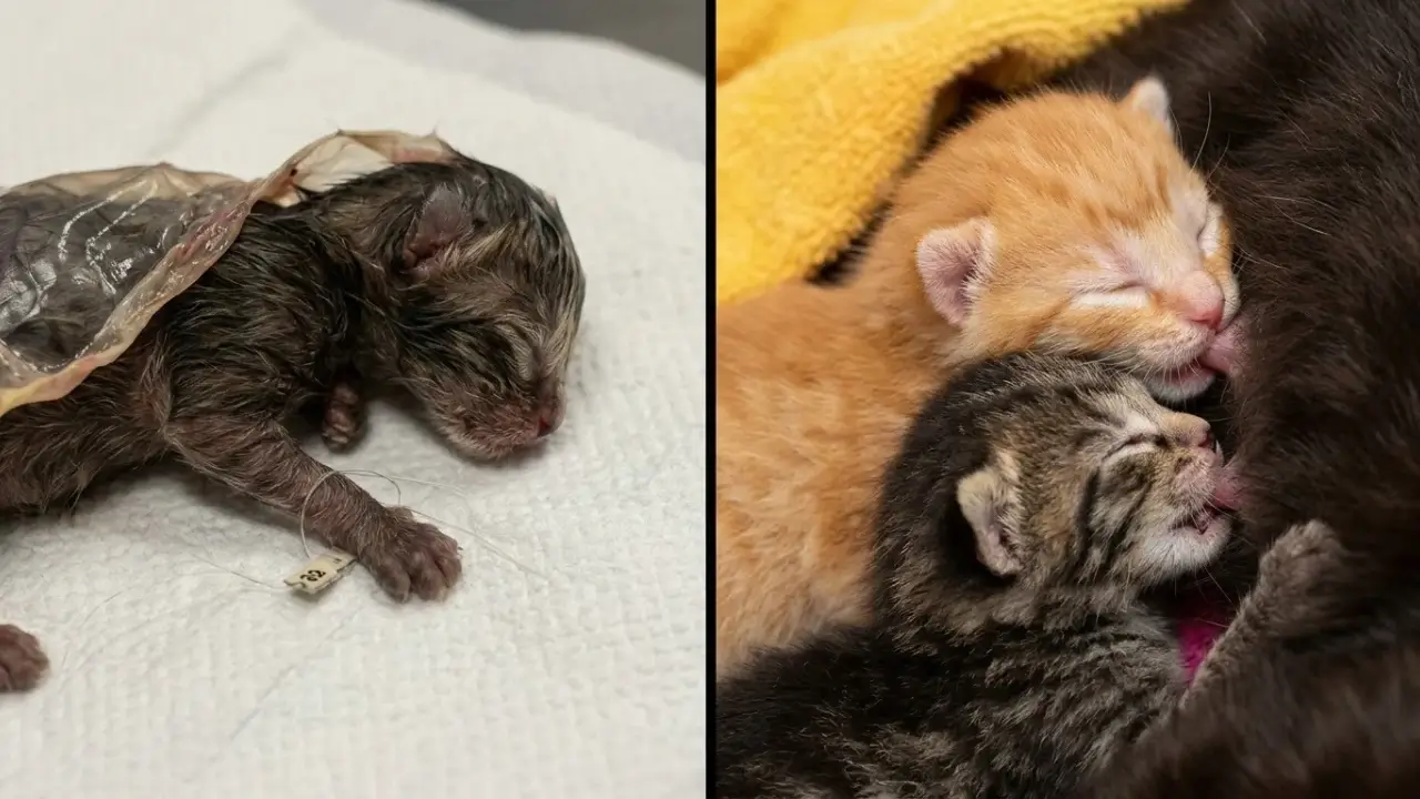 tierheim-nuernberg-katzenjungen-kastrationspflicht