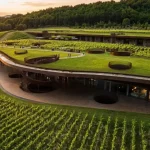 vineyard-diebstahl-antinori-toskana
