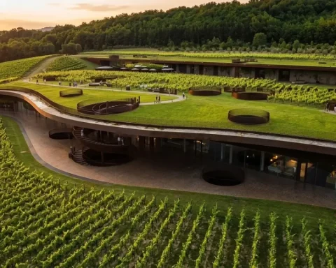 vineyard-diebstahl-antinori-toskana