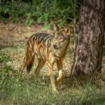 wildpark-johannismuehle-wolf-angriff