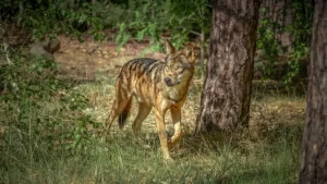 wildpark-johannismuehle-wolf-angriff