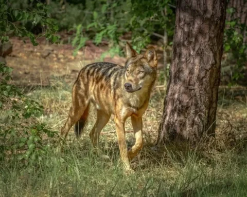 wildpark-johannismuehle-wolf-angriff